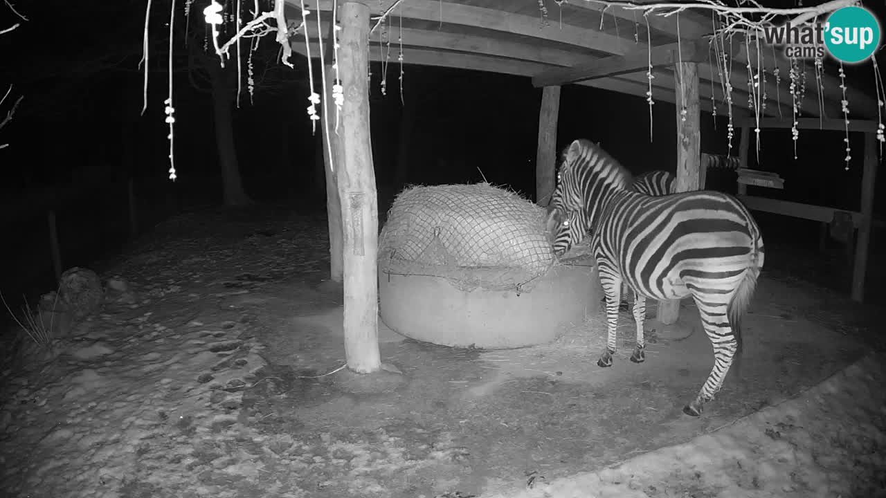 Zebre v živo v živalskem vrtu Ljubljana ZOO spletne kamere