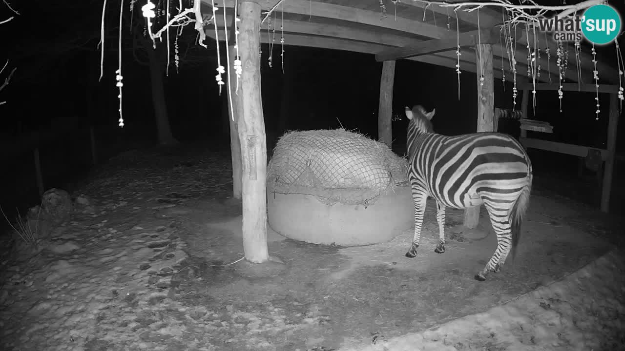 Live webcam Les zèbres in Ljubljana ZOO – Slovénie