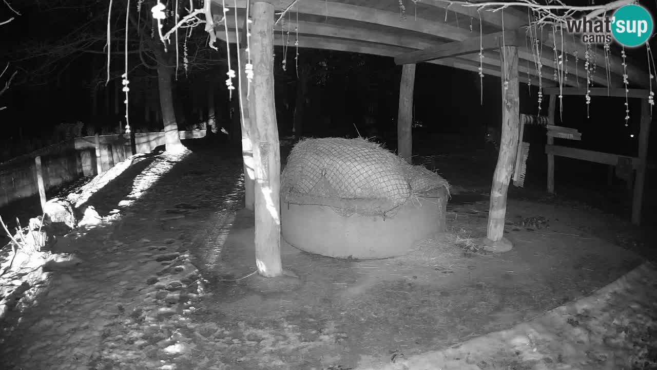 Live webcam Les zèbres in Ljubljana ZOO – Slovénie