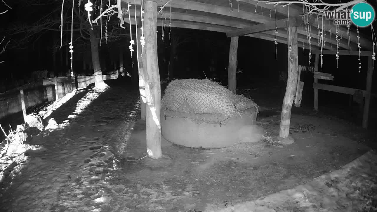 Live webcam Les zèbres in Ljubljana ZOO – Slovénie