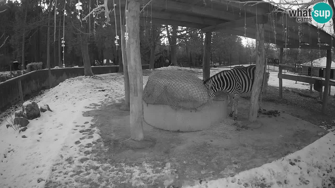 Live Webcam Zebras in Ljubljana ZOO – Slowenien