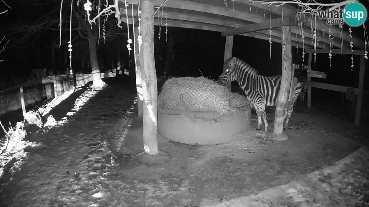 Web kamera uživo Zebras u ZOO Ljubljana – Slovenija