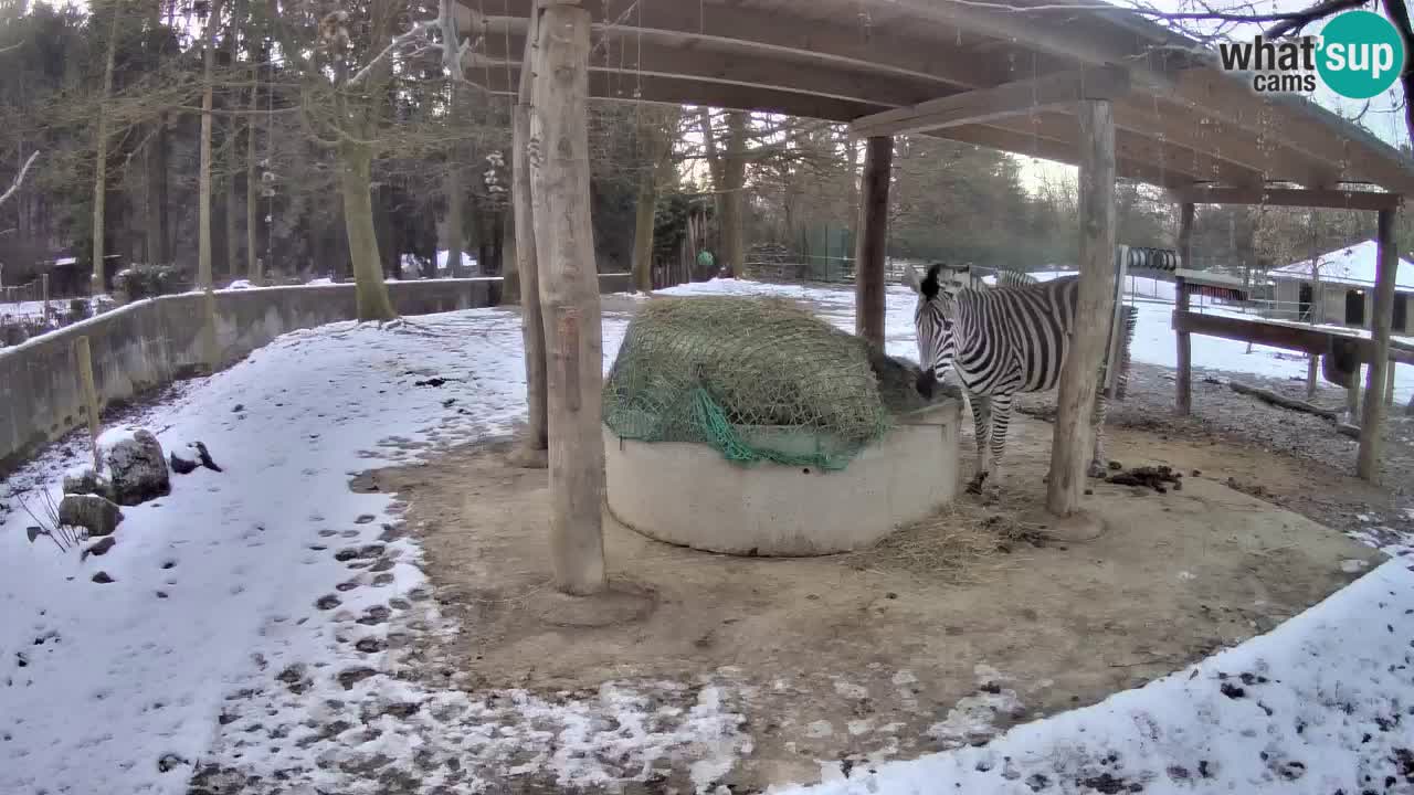 Live webcam Zebras in Ljubljana ZOO – Slovenia