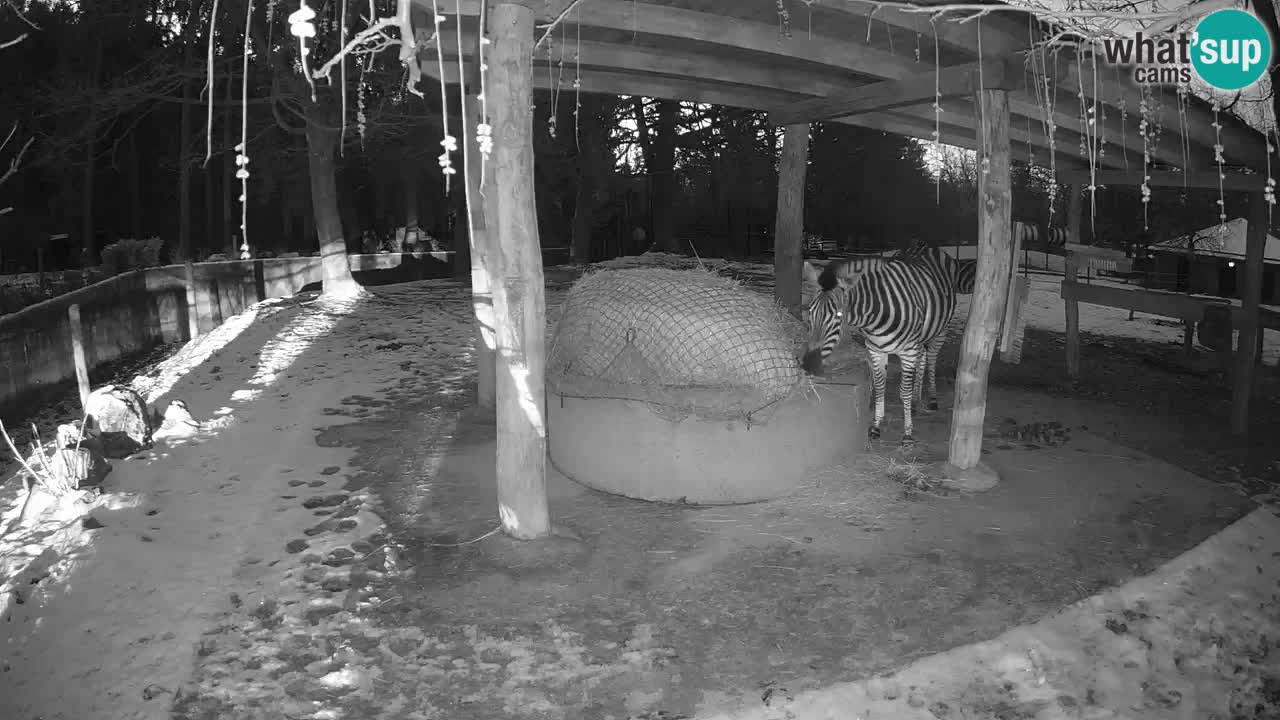 Web kamera uživo Zebras u ZOO Ljubljana – Slovenija