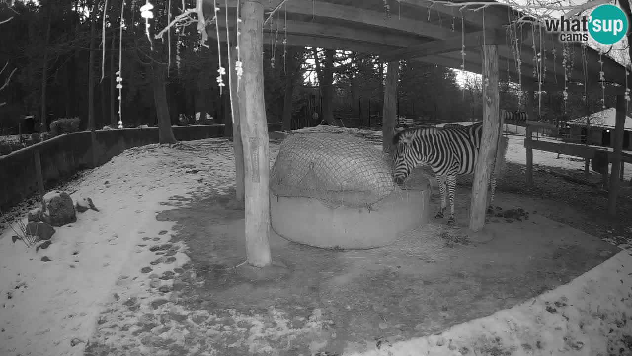 Zebre v živo v živalskem vrtu Ljubljana ZOO spletne kamere