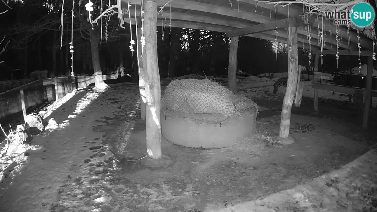 Live webcam Les zèbres in Ljubljana ZOO – Slovénie