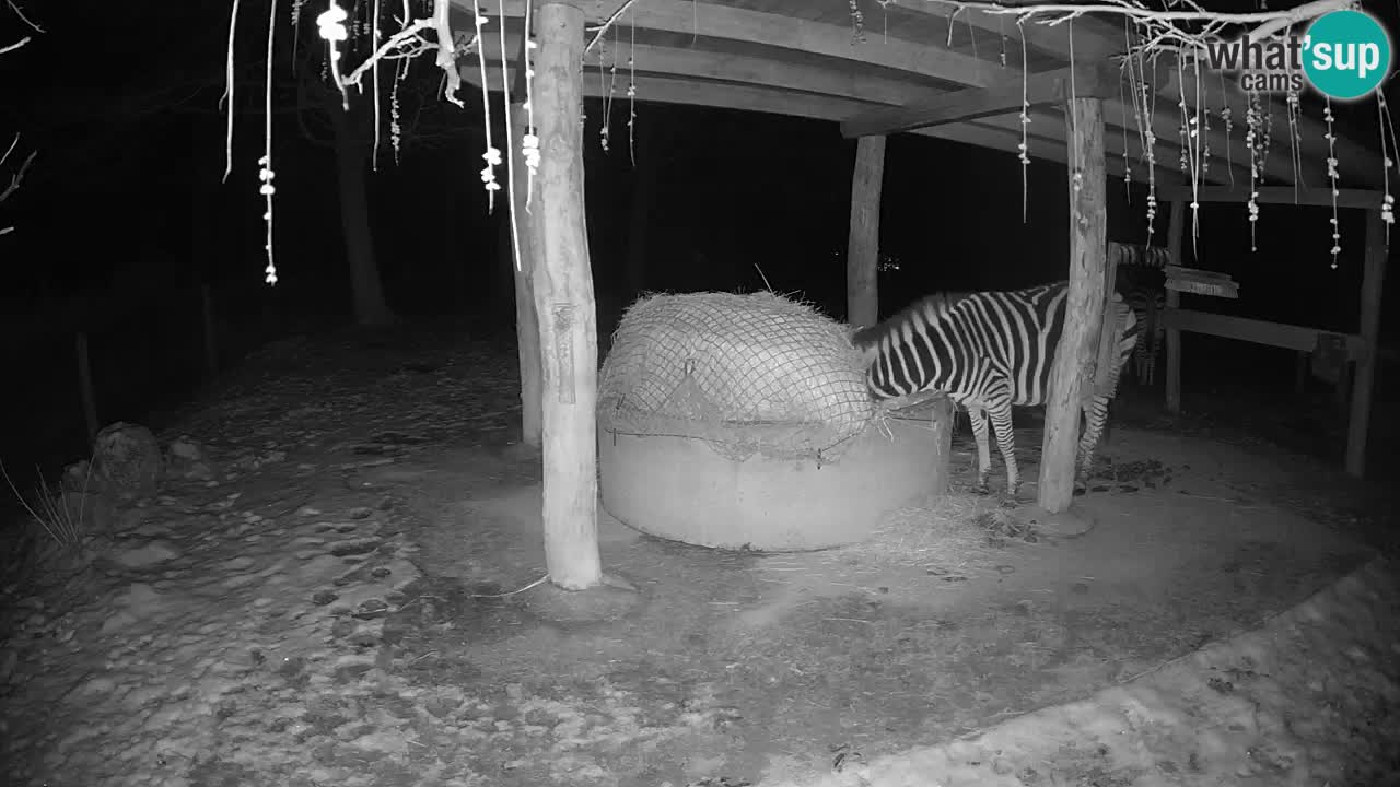 Live webcam Les zèbres in Ljubljana ZOO – Slovénie