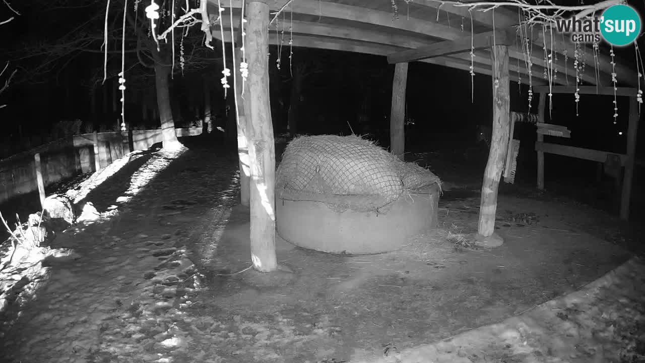 Live Webcam Zebras in Ljubljana ZOO – Slowenien