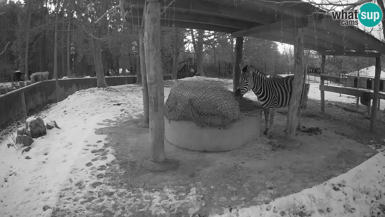 Zebre v živo v živalskem vrtu Ljubljana ZOO spletne kamere