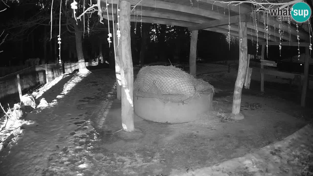 Live webcam Les zèbres in Ljubljana ZOO – Slovénie