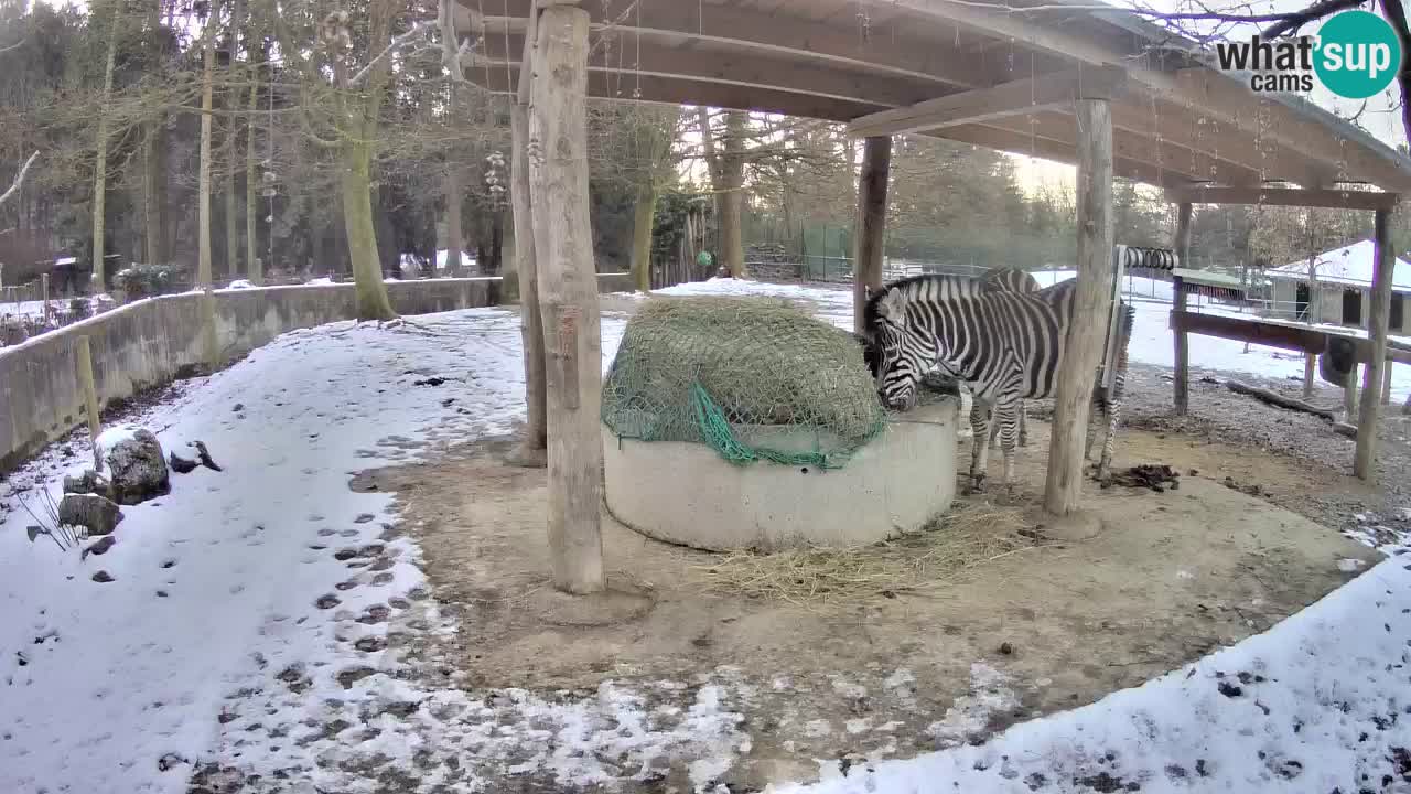 Live webcam Zebras in Ljubljana ZOO – Slovenia