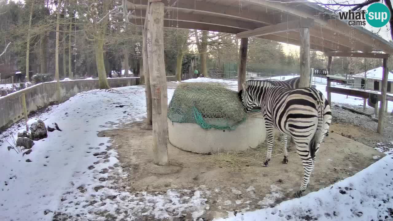 Live webcam Les zèbres in Ljubljana ZOO – Slovénie