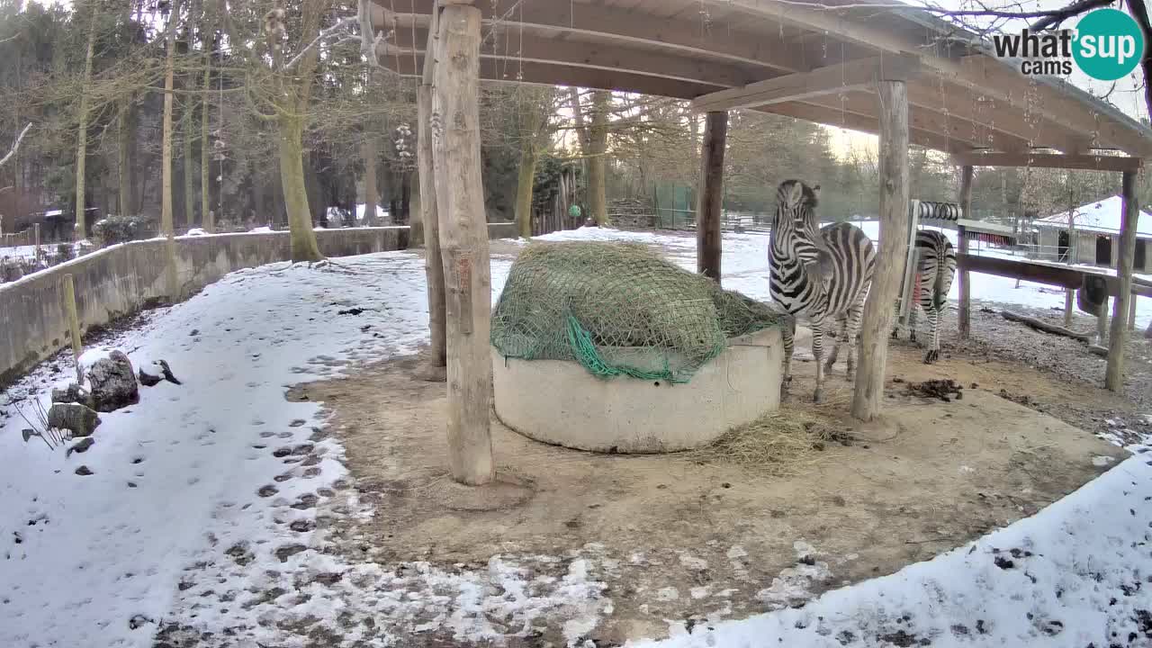 Live webcam Les zèbres in Ljubljana ZOO – Slovénie