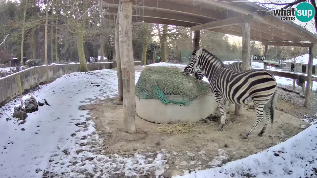 Live webcam Les zèbres in Ljubljana ZOO – Slovénie