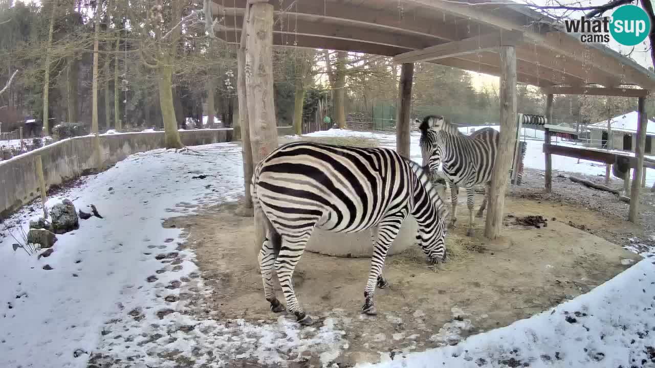 Live Webcam Zebras in Ljubljana ZOO – Slowenien