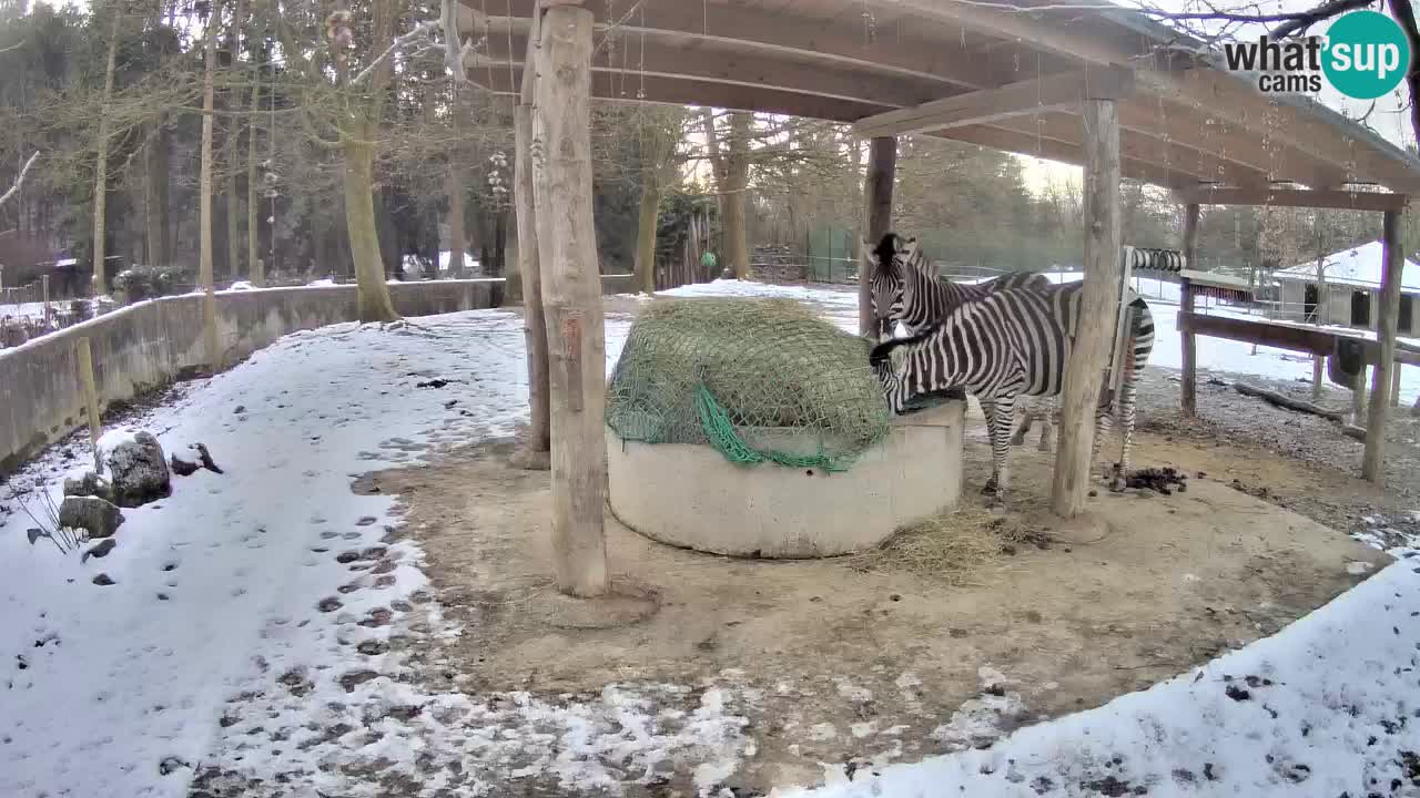 Zebre v živo v živalskem vrtu Ljubljana ZOO spletne kamere