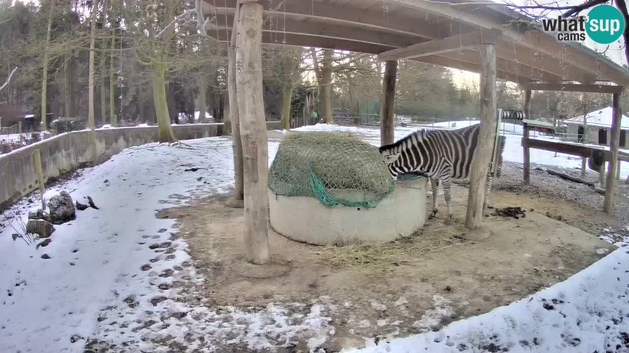 Zebre v živo v živalskem vrtu Ljubljana ZOO spletne kamere