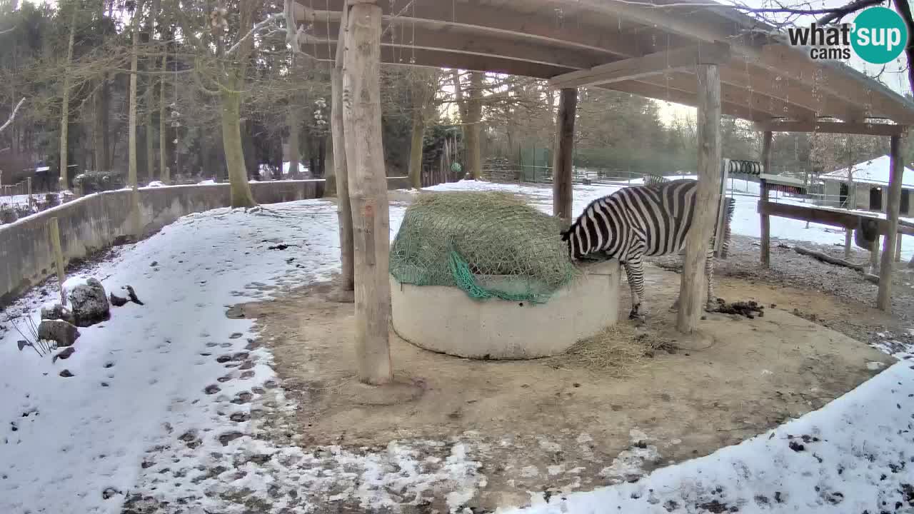 Live Webcam Zebras in Ljubljana ZOO – Slowenien