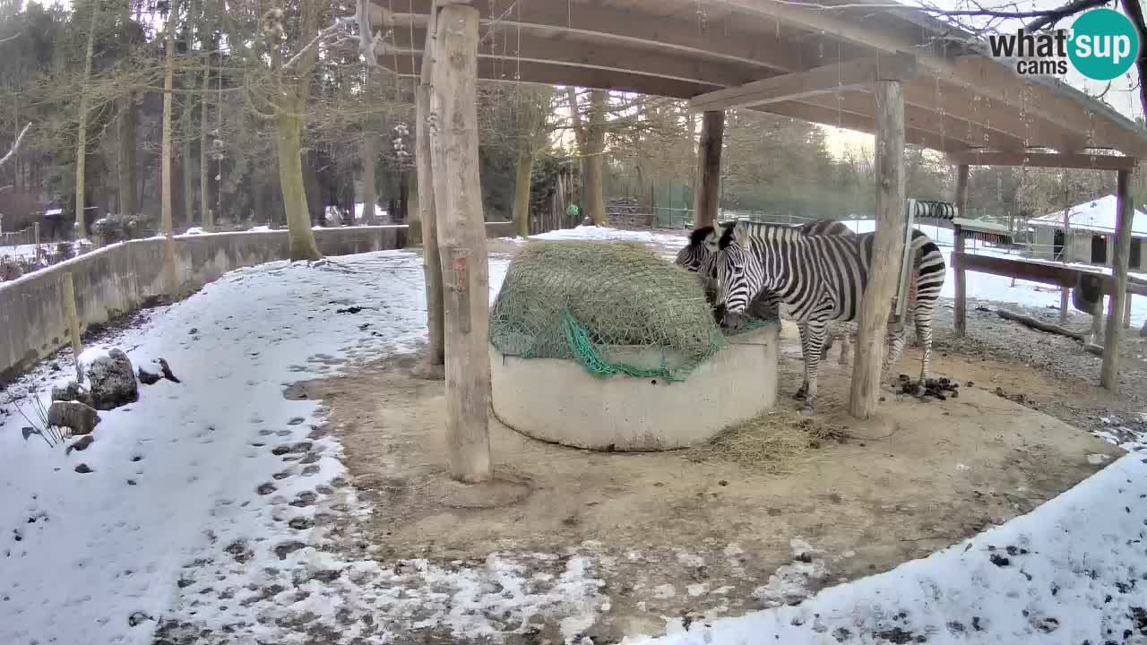 Live webcam Les zèbres in Ljubljana ZOO – Slovénie