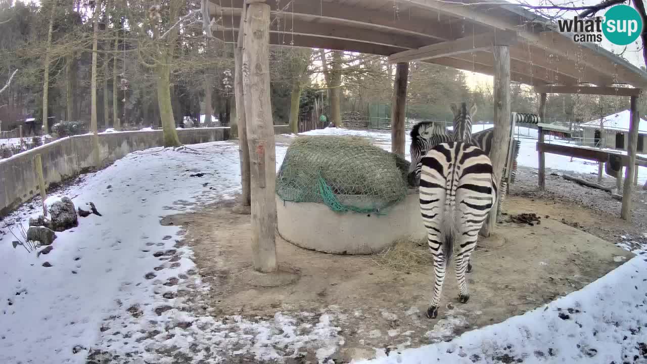 Live webcam Les zèbres in Ljubljana ZOO – Slovénie