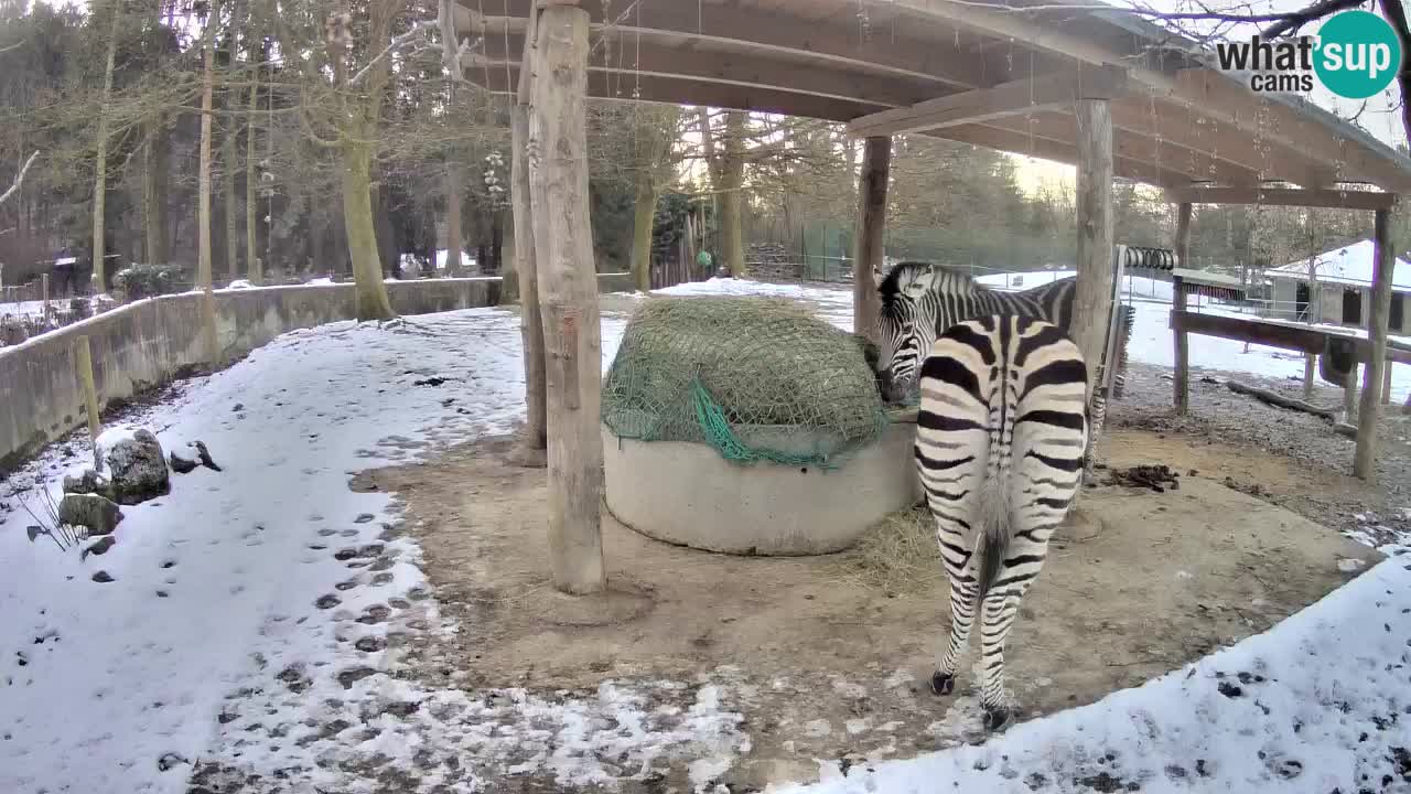 Web kamera uživo Zebras u ZOO Ljubljana – Slovenija