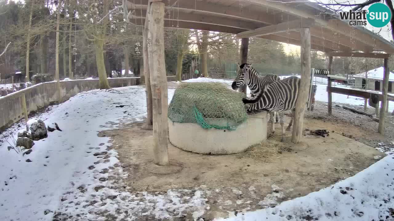 Zebre v živo v živalskem vrtu Ljubljana ZOO spletne kamere