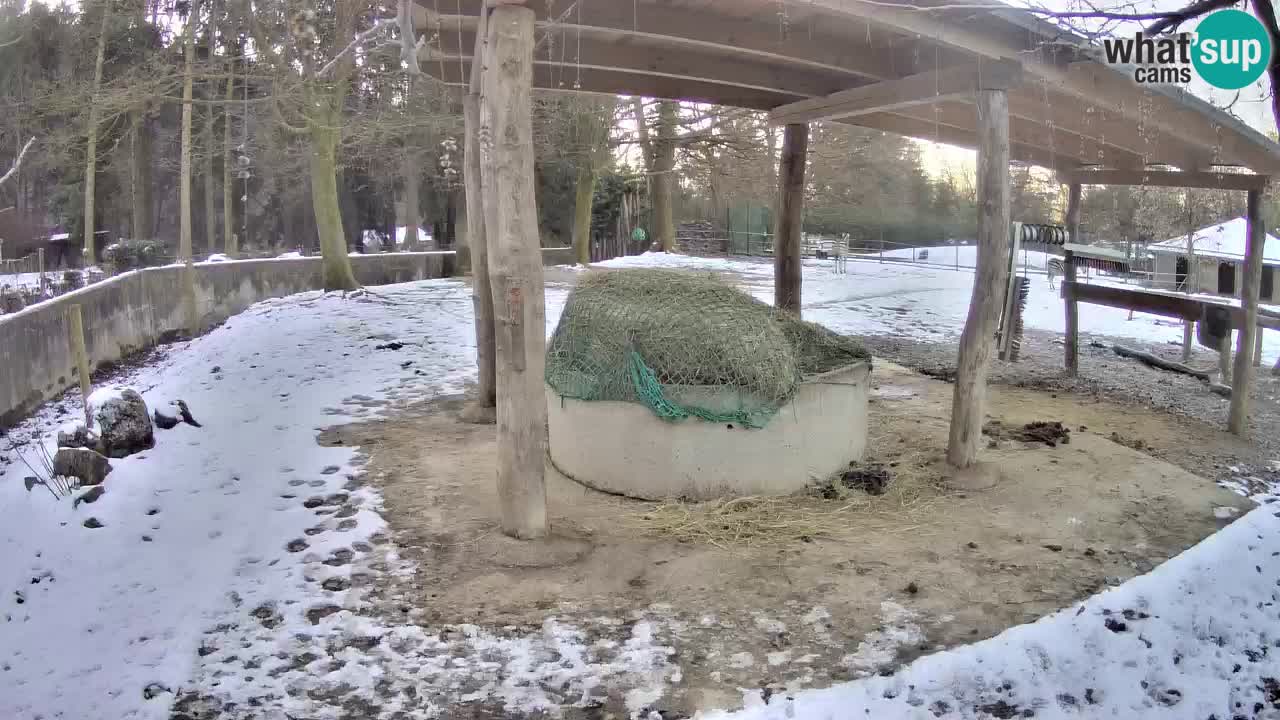 Zebre v živo v živalskem vrtu Ljubljana ZOO spletne kamere