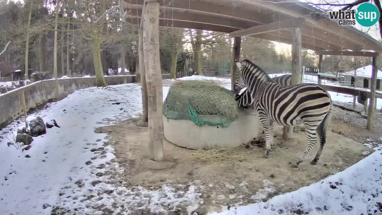 Camera en vivo Cebras in Ljubljana ZOO – Eslovenia