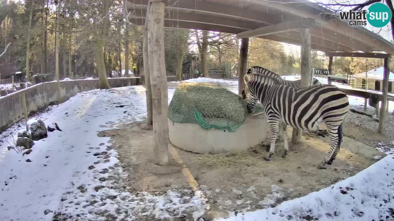 Live webcam Les zèbres in Ljubljana ZOO – Slovénie