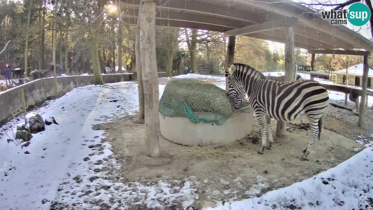 Camera en vivo Cebras in Ljubljana ZOO – Eslovenia