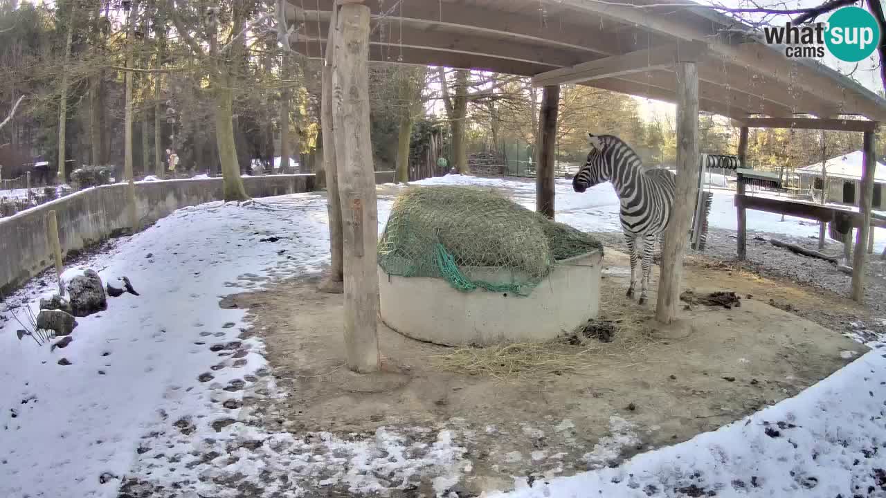 Live webcam Zebras in Ljubljana ZOO – Slovenia