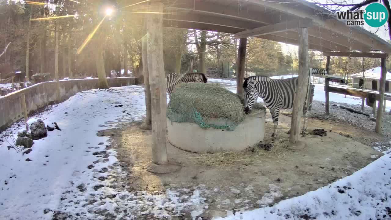 Live webcam Zebras in Ljubljana ZOO – Slovenia