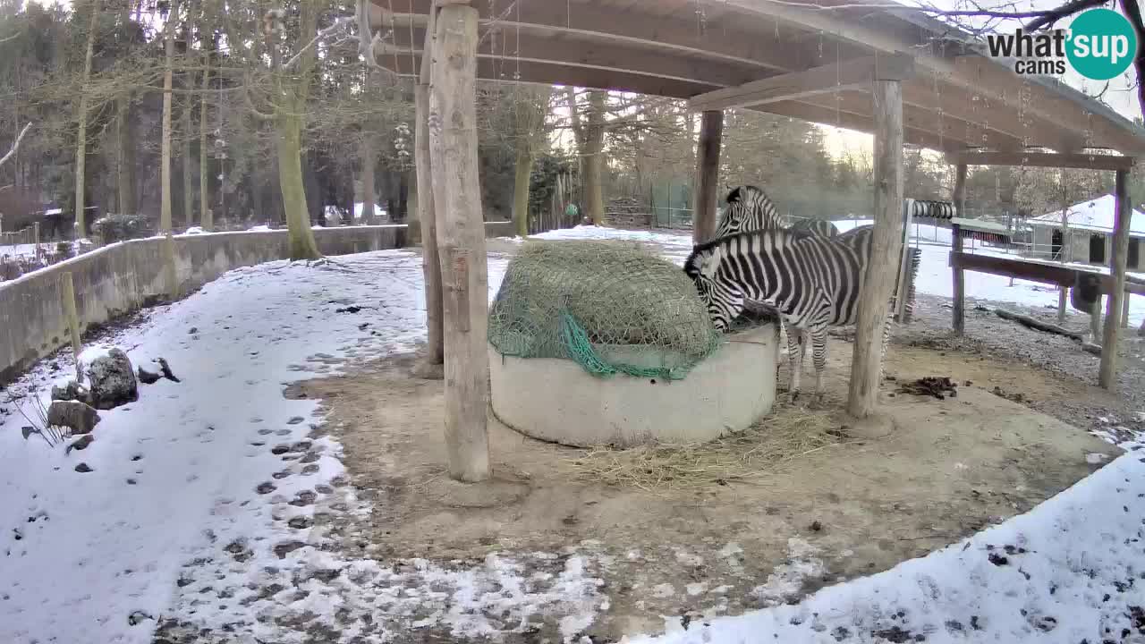 Live Webcam Zebras in Ljubljana ZOO – Slowenien