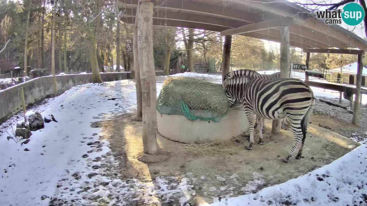 Camera en vivo Cebras in Ljubljana ZOO – Eslovenia