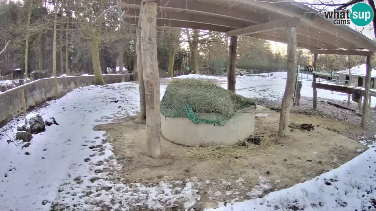 Zebre v živo v živalskem vrtu Ljubljana ZOO spletne kamere