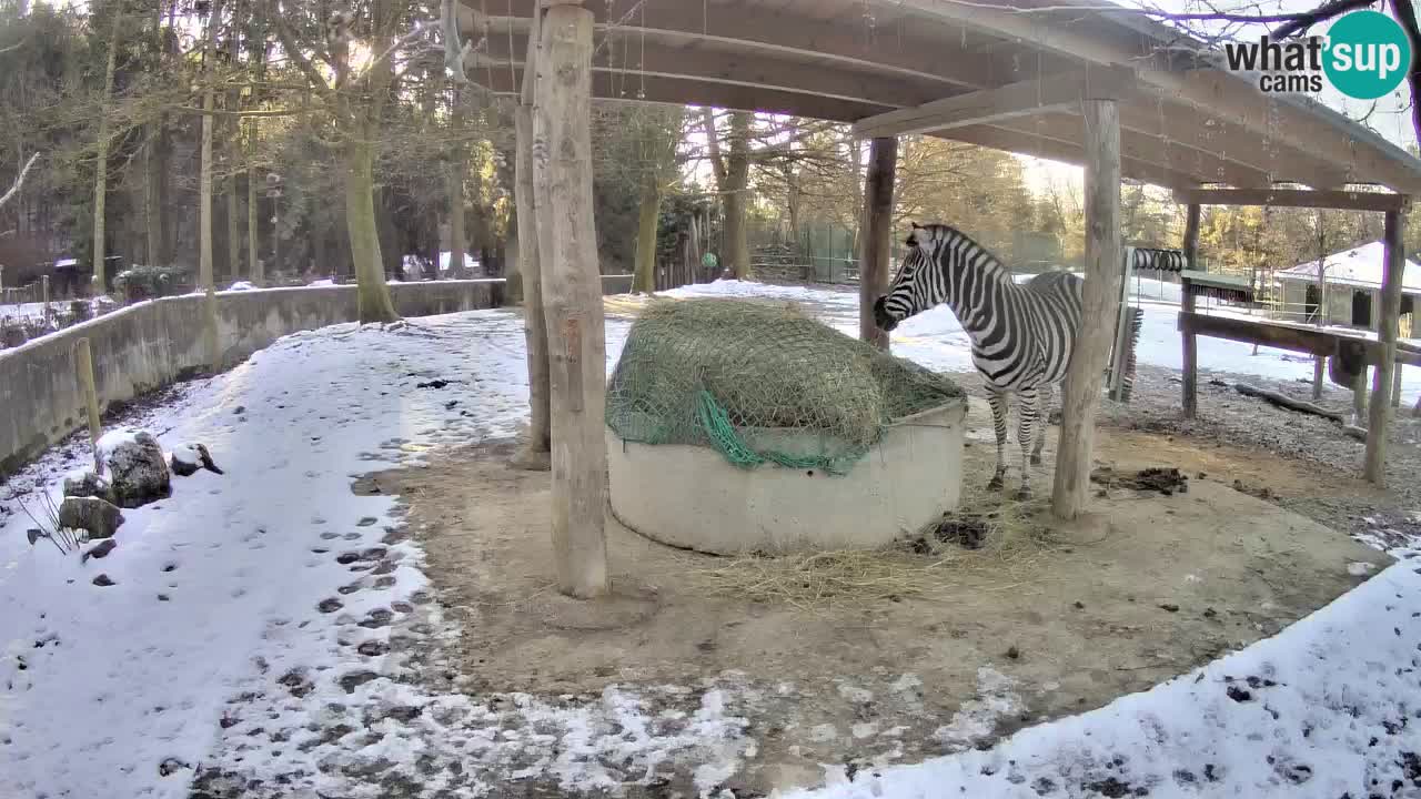 Live webcam Les zèbres in Ljubljana ZOO – Slovénie