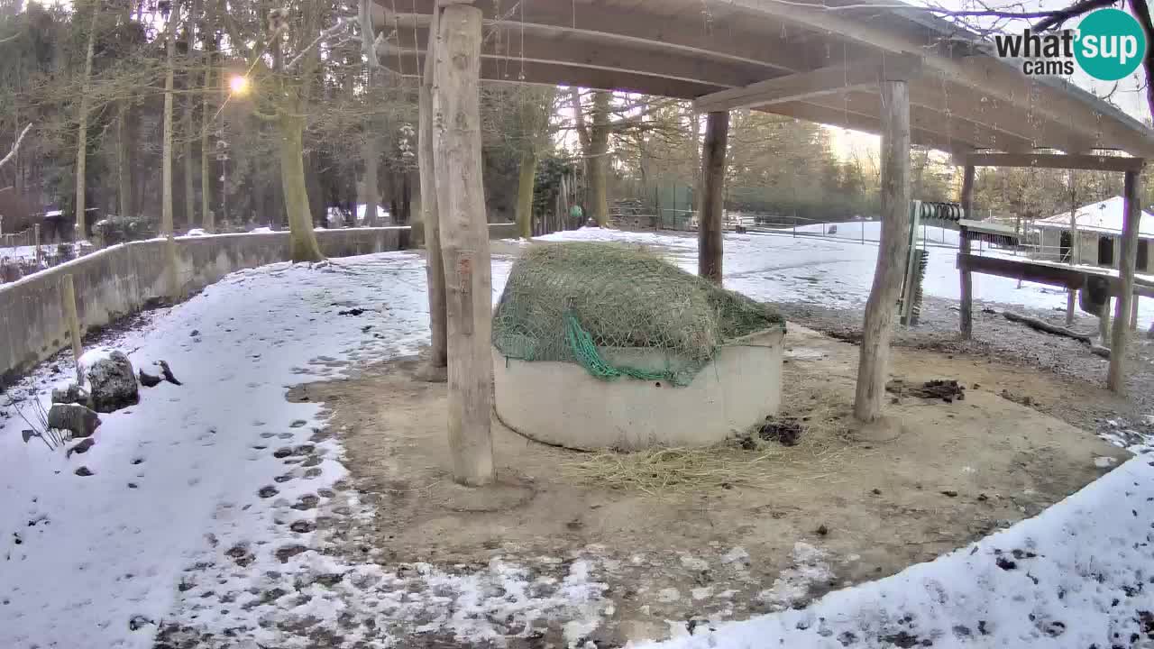 Live webcam Les zèbres in Ljubljana ZOO – Slovénie