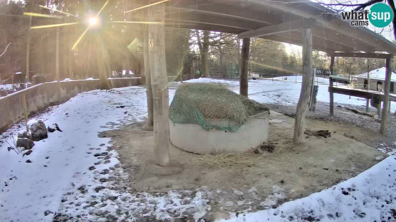 Live webcam Les zèbres in Ljubljana ZOO – Slovénie