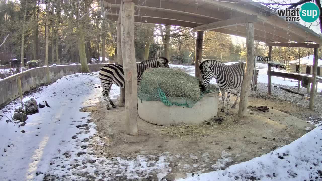 Live webcam Zebras in Ljubljana ZOO – Slovenia