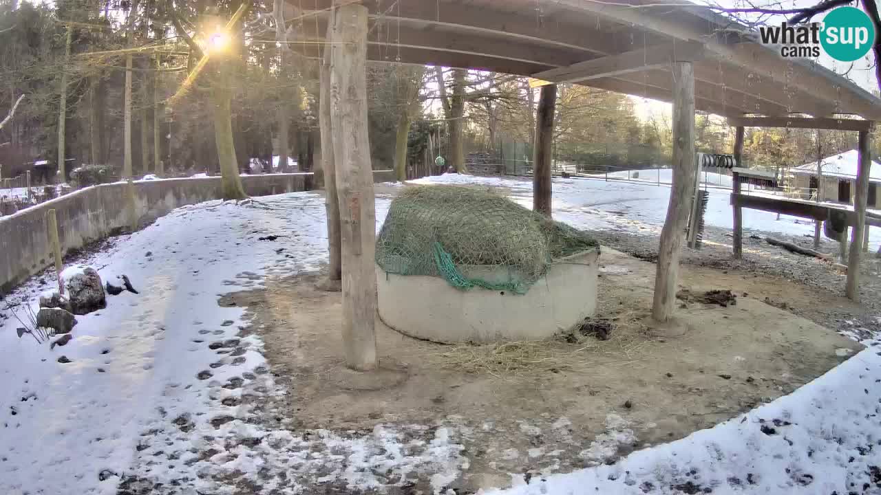 Live webcam Les zèbres in Ljubljana ZOO – Slovénie