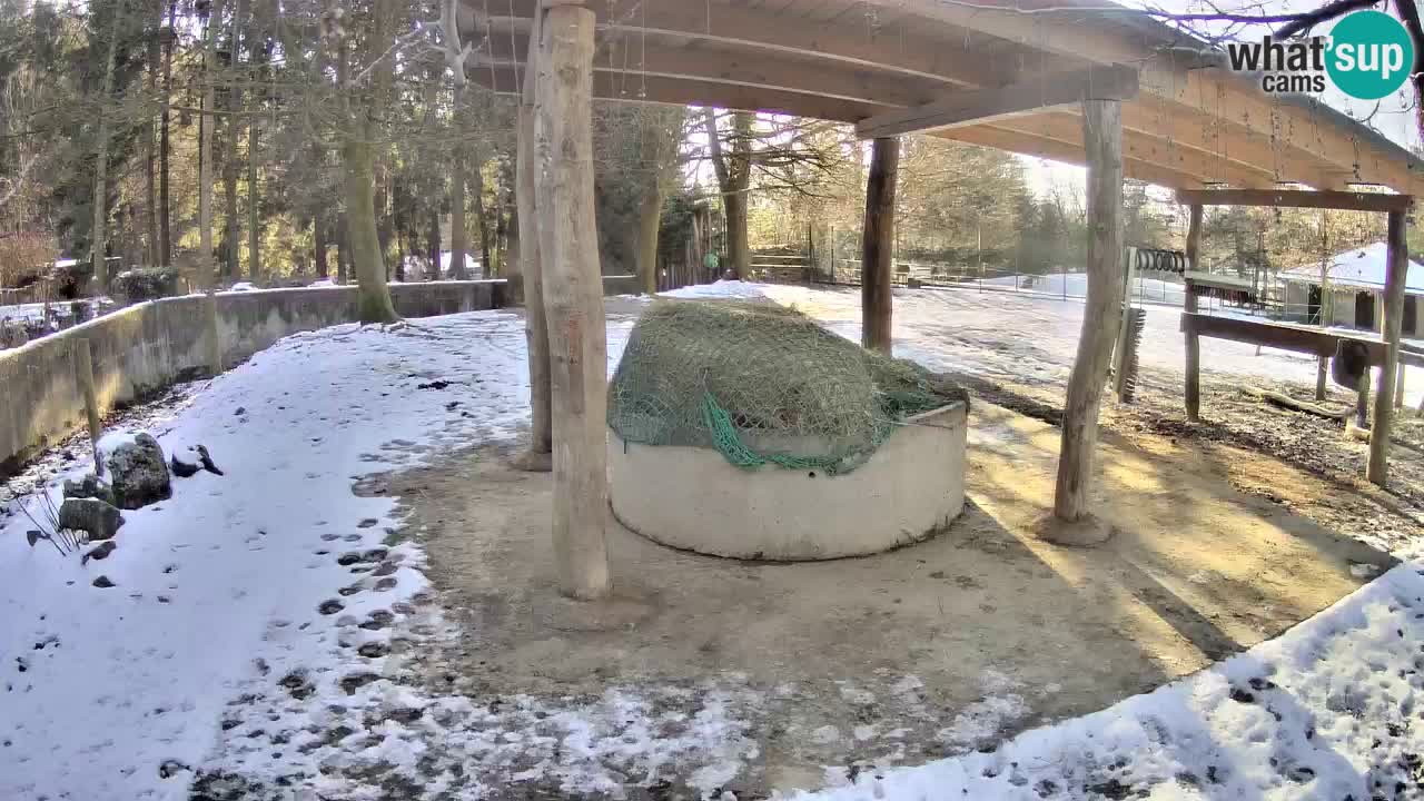 Live webcam Les zèbres in Ljubljana ZOO – Slovénie