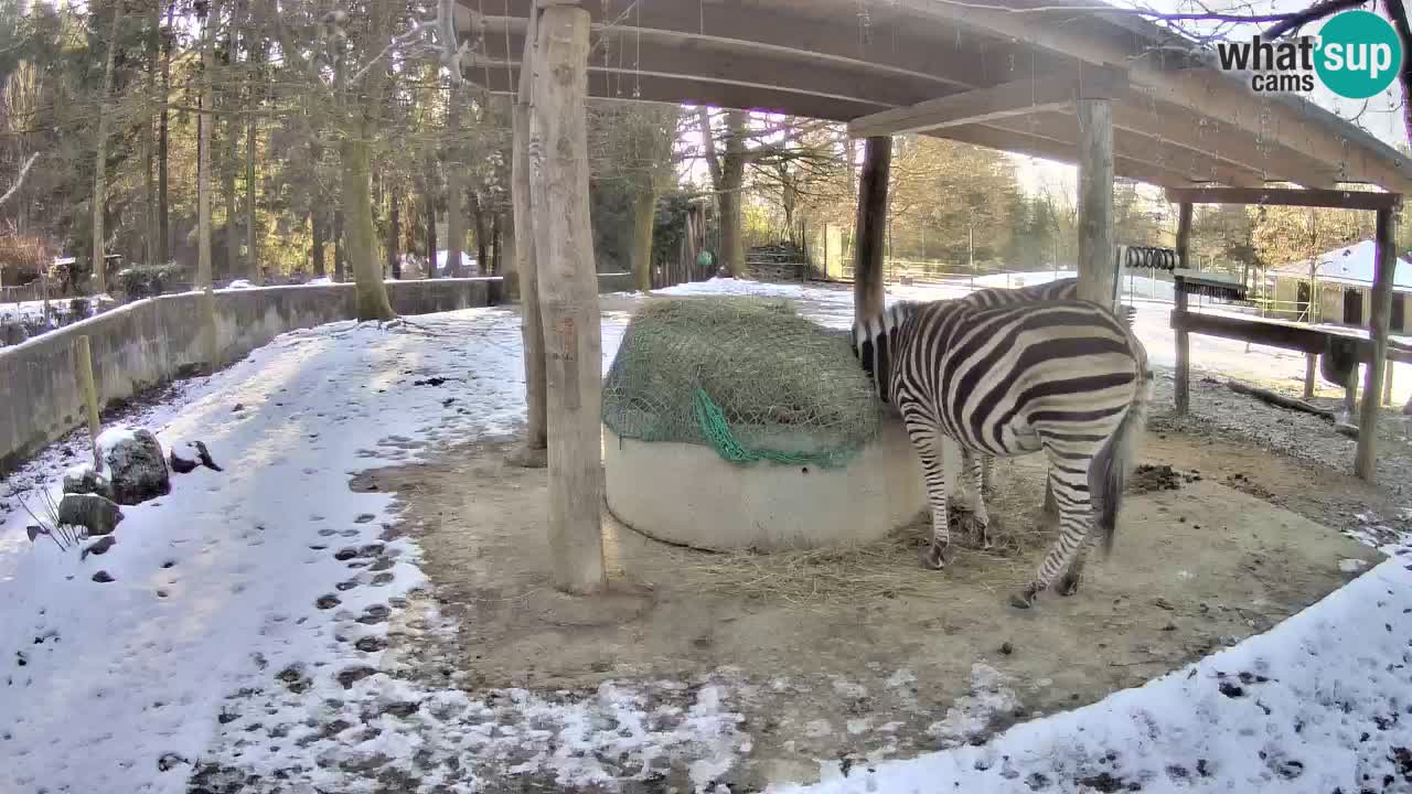 Live webcam Les zèbres in Ljubljana ZOO – Slovénie