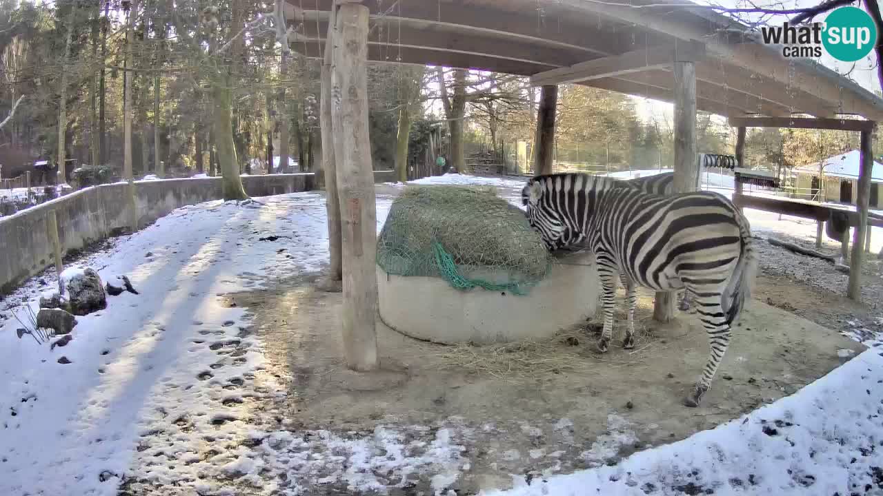 Live webcam Les zèbres in Ljubljana ZOO – Slovénie