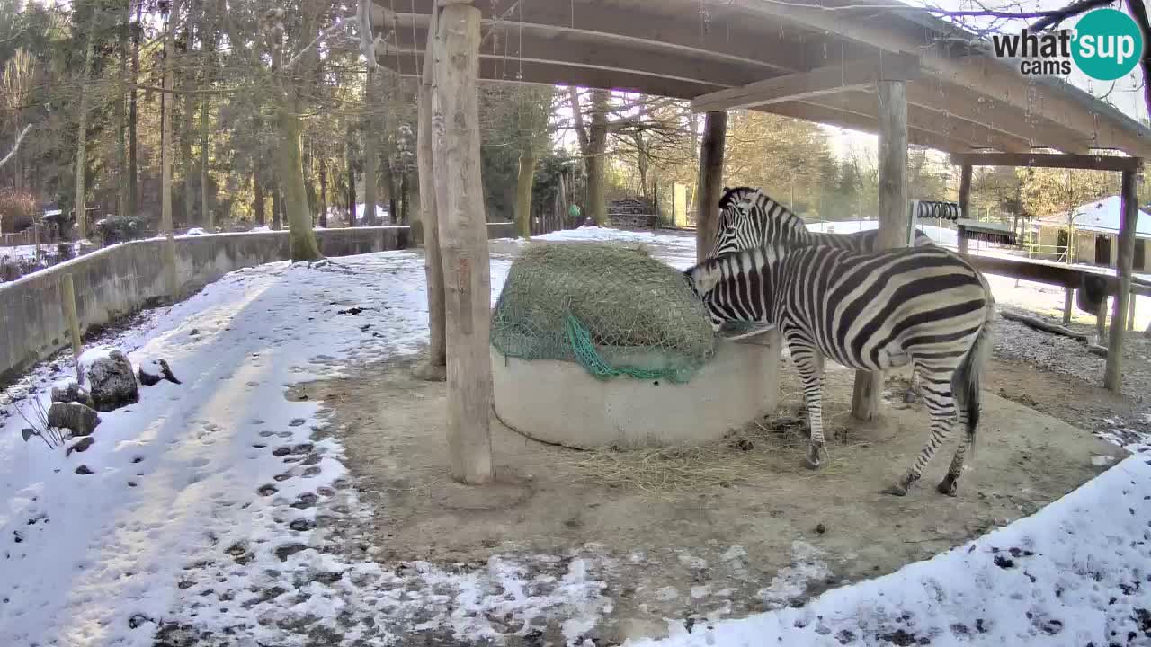 Live webcam Les zèbres in Ljubljana ZOO – Slovénie