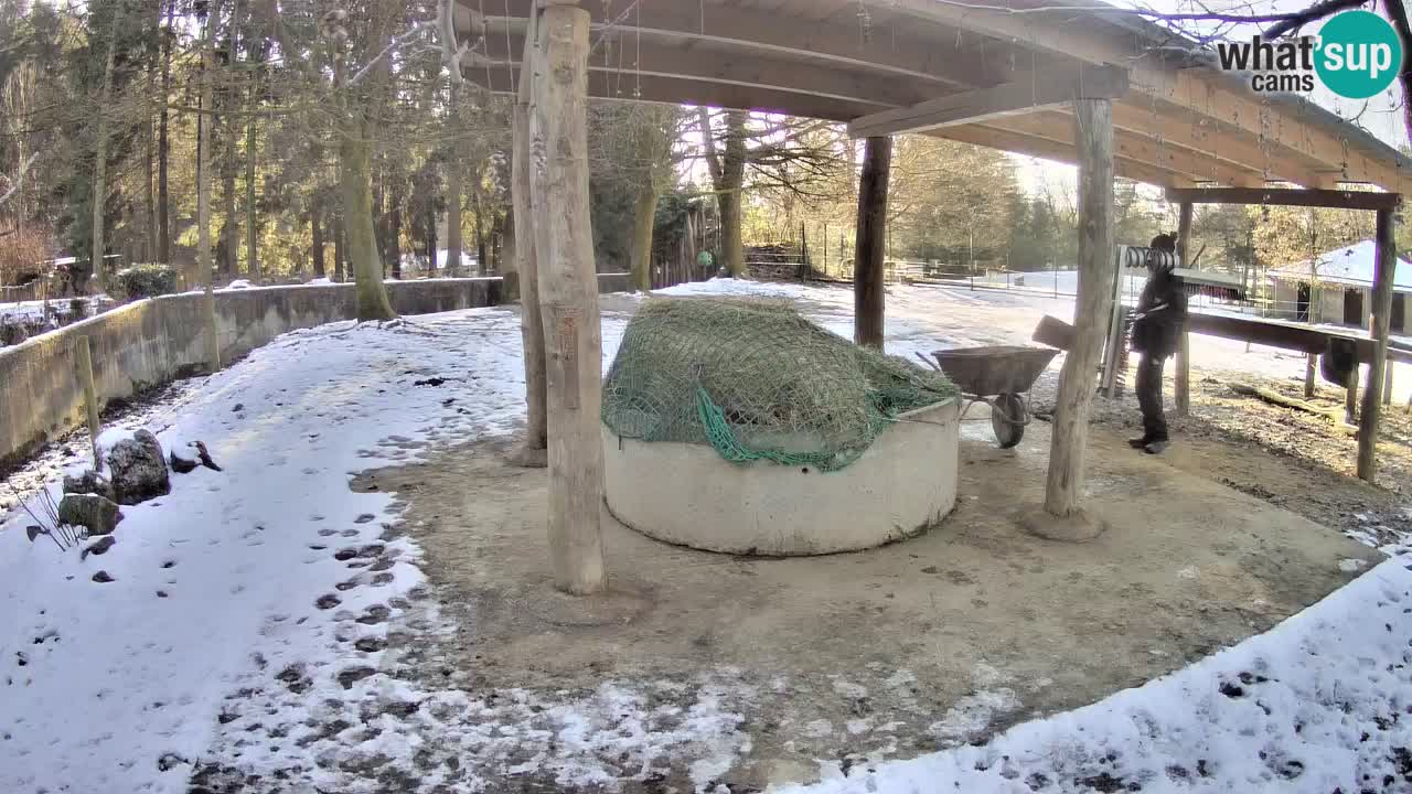 Live webcam Zebras in Ljubljana ZOO – Slovenia