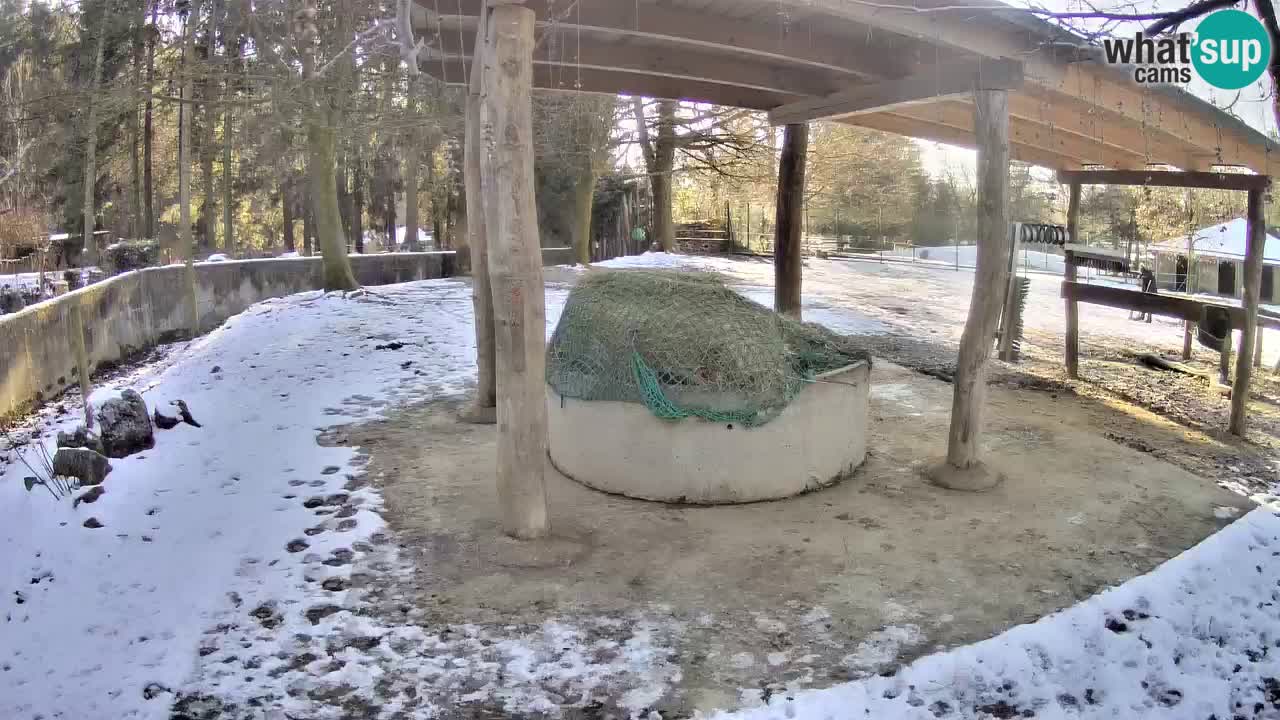 Live webcam Zebras in Ljubljana ZOO – Slovenia