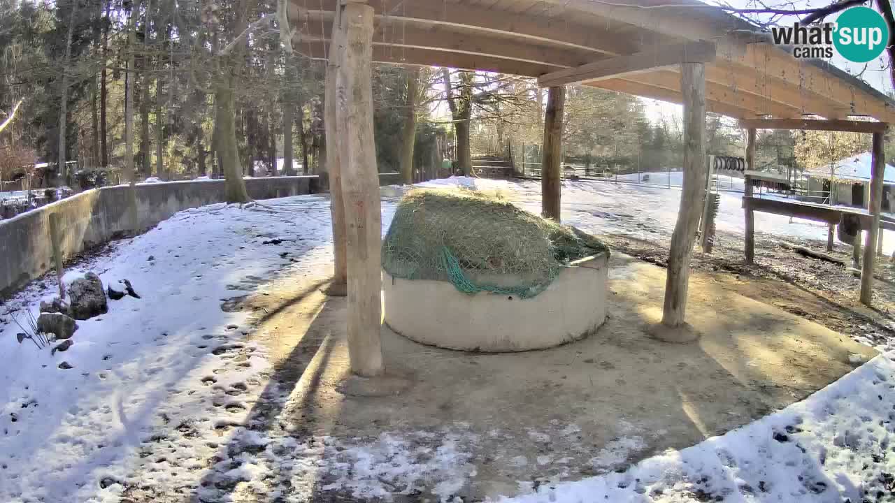 Live webcam Les zèbres in Ljubljana ZOO – Slovénie