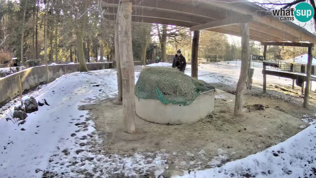 Live webcam Les zèbres in Ljubljana ZOO – Slovénie