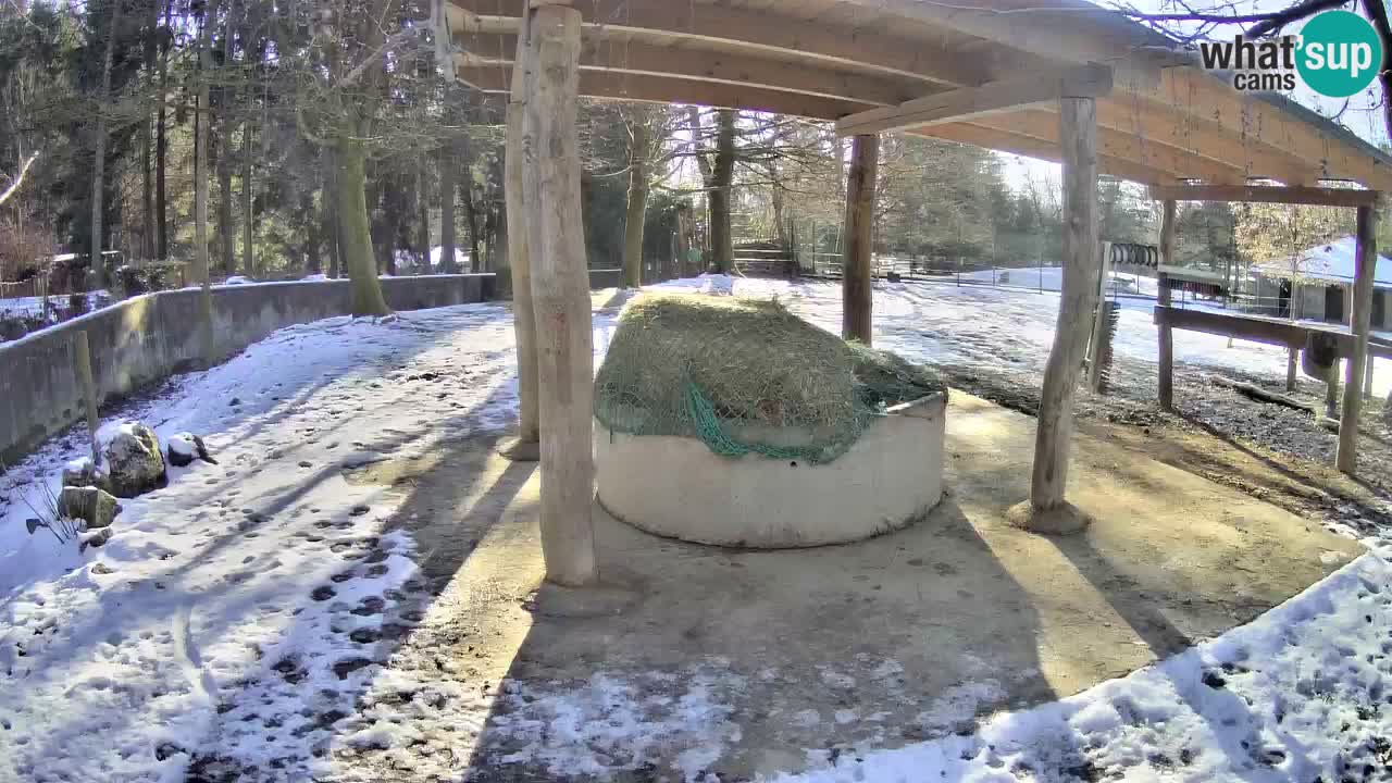 Camera en vivo Cebras in Ljubljana ZOO – Eslovenia