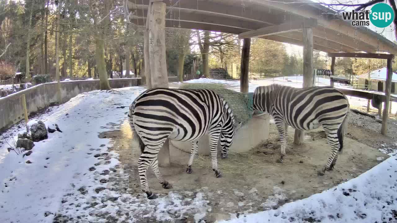 Live webcam Zebras in Ljubljana ZOO – Slovenia